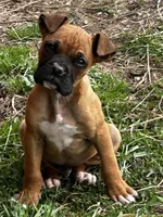 Bailey, a male Boxer for sale in Mayslick, KY – Photo 5 of 8