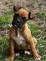 Bailey, a male Boxer for sale in Mayslick, KY – Photo 6 of 8