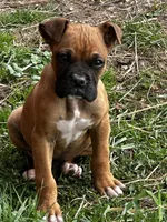 Bailey, a male Boxer for sale in Mayslick, KY – Photo 4 of 8