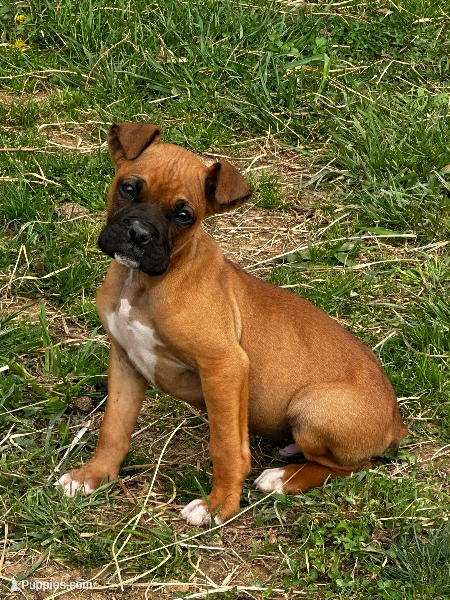 Bailey – Boxer puppy for sale in Mayslick, KY