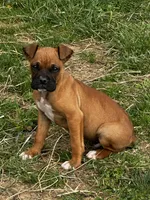 Bailey, a male Boxer for sale in Mayslick, KY – Photo 8 of 8