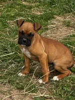 Bailey, a male Boxer for sale in Mayslick, KY – Photo 2 of 8