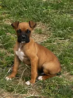 Bailey, a male Boxer for sale in Mayslick, KY – Photo 7 of 8