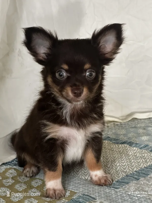 CKC Cleo – Chihuahua puppy for sale in Mayslick, KY