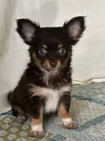 CKC Cleo, a male Chihuahua for sale in Mayslick, KY – 1 of 10