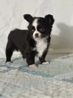 AKC Chenille, a female Chihuahua for sale in Mayslick, KY – 1 of 10