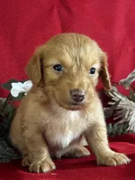 Delilah, a female Miniature Dachshund for sale in Mayslick, KY – 3 of 9
