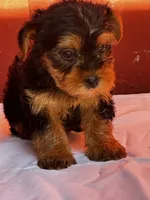 Yvonne, a female Yorkshire Terrier for sale in Mayslick, KY – 5 of 10