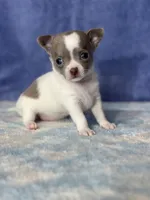 CKC Crystal, a female Chihuahua for sale in Mayslick, KY – 2 of 8