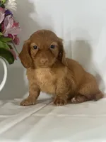 Dana (long-haired) , a female Miniature Dachshund for sale in Mayslick, KY – 5 of 9