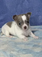 CKC Crystal, a female Chihuahua for sale in Mayslick, KY – 8 of 8