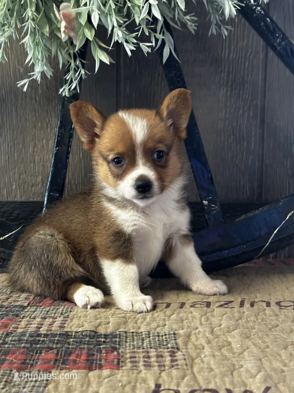Prudence – Pembroke Welsh Corgi puppy for sale in Mayslick, KY