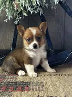 Prudence, a female Pembroke Welsh Corgi for sale in Mayslick, KY – 1 of 10