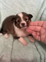 Shiloh, a male Shetland Sheepdog for sale in Mayslick, KY – 3 of 6
