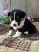 AKC Princess, a female Pembroke Welsh Corgi for sale in Mayslick, KY – 7 of 10