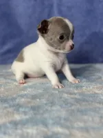 CKC Crystal, a female Chihuahua for sale in Mayslick, KY – 3 of 8