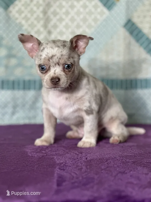 AKC Cain – Chihuahua puppy for sale in Mayslick, KY