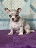 AKC Cain, a female Chihuahua for sale in Mayslick, KY – 1 of 9