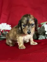 Darcy, a female Miniature Dachshund for sale in Mayslick, KY – 2 of 9