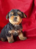 Yancy, a male Yorkshire Terrier for sale in Mayslick, KY – 3 of 10