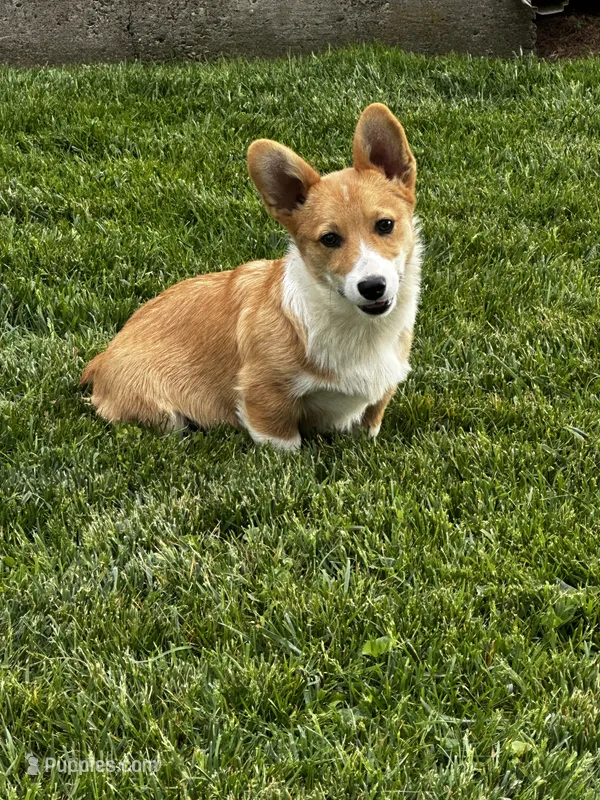 AKC Preston – Pembroke Welsh Corgi puppy for sale in Mayslick, KY