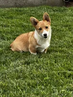 AKC Preston, a male Pembroke Welsh Corgi for sale in Mayslick, KY – 2 of 10