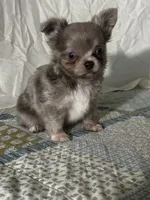 AKC Carson, a male Chihuahua for sale in Mayslick, KY – 9 of 10