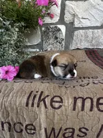 AKC Pongo, a male Pembroke Welsh Corgi for sale in Mayslick, KY – 5 of 6