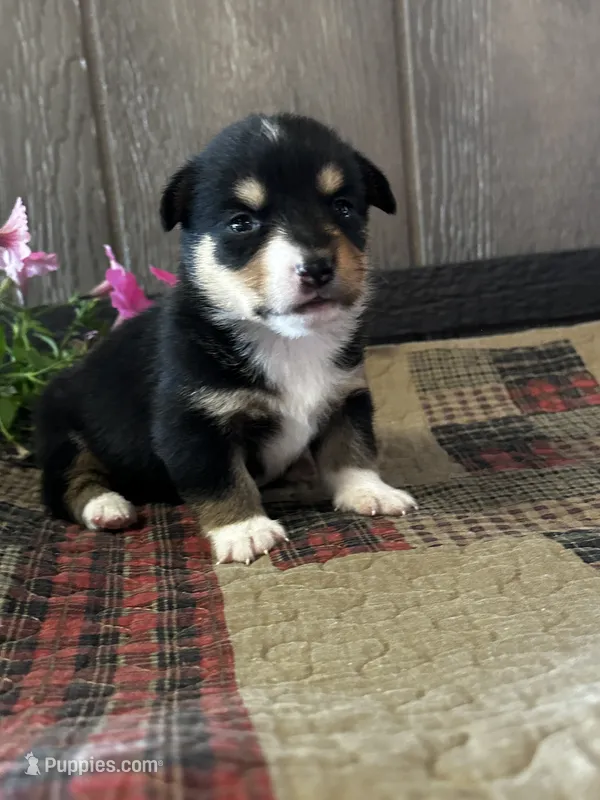 Paige – Pembroke Welsh Corgi puppy for sale in Mayslick, KY