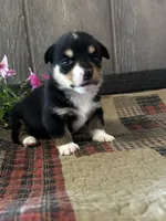 Paige, a female Pembroke Welsh Corgi for sale in Mayslick, KY – 1 of 8