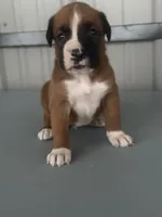 Bracey, a male Boxer for sale in Mayslick, KY – 4 of 7