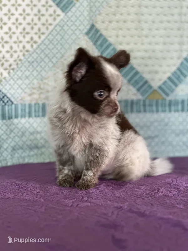 Chuck – Chihuahua puppy for sale in Mayslick, KY