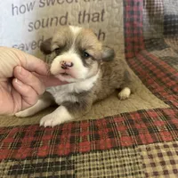 AKC Preston, a male Pembroke Welsh Corgi for sale in Mayslick, KY – Photo 6 of 10