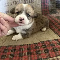 AKC Preston, a male Pembroke Welsh Corgi for sale in Mayslick, KY – Photo 7 of 10