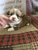 AKC Preston, a male Pembroke Welsh Corgi for sale in Mayslick, KY – Photo 7 of 10