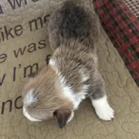 AKC Preston, a male Pembroke Welsh Corgi for sale in Mayslick, KY – Photo 9 of 10