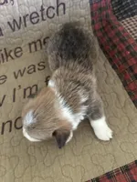 AKC Preston, a male Pembroke Welsh Corgi for sale in Mayslick, KY – Photo 9 of 10