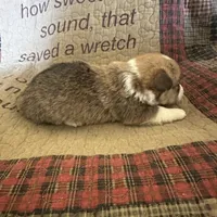 AKC Preston, a male Pembroke Welsh Corgi for sale in Mayslick, KY – Photo 10 of 10