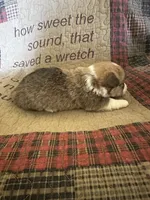 AKC Preston, a male Pembroke Welsh Corgi for sale in Mayslick, KY – Photo 10 of 10