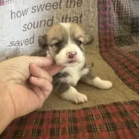 AKC Preston, a male Pembroke Welsh Corgi for sale in Mayslick, KY – Photo 8 of 10