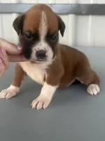 Betsy, a female Boxer for sale in Mayslick, KY – 5 of 5