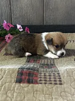 Prissy, a female Pembroke Welsh Corgi for sale in Mayslick, KY – 3 of 6