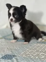 AKC Chenille, a female Chihuahua for sale in Mayslick, KY – 4 of 10