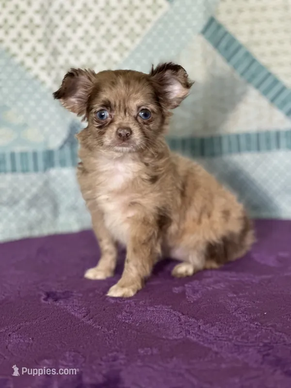 AKC Cassandra – Chihuahua puppy for sale in Mayslick, KY
