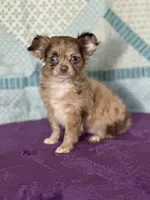 AKC Cassandra, a female Chihuahua for sale in Mayslick, KY – 2 of 10