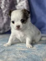 CKC Charlotte, a female Chihuahua for sale in Mayslick, KY – 4 of 9