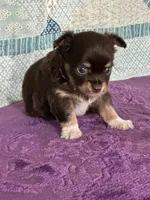 CKC Cleo, a male Chihuahua for sale in Mayslick, KY – 9 of 10