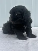 CKC Shay, a female Shih Tzu for sale in Mayslick, KY – 7 of 10