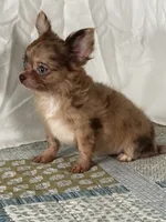 AKC Cassandra, a female Chihuahua for sale in Mayslick, KY – 2 of 10
