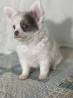 AKC Carter, a male Chihuahua for sale in Mayslick, KY – 2 of 10
